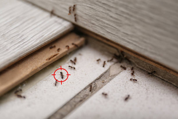 Best Ant Control Services  in Comer, GA